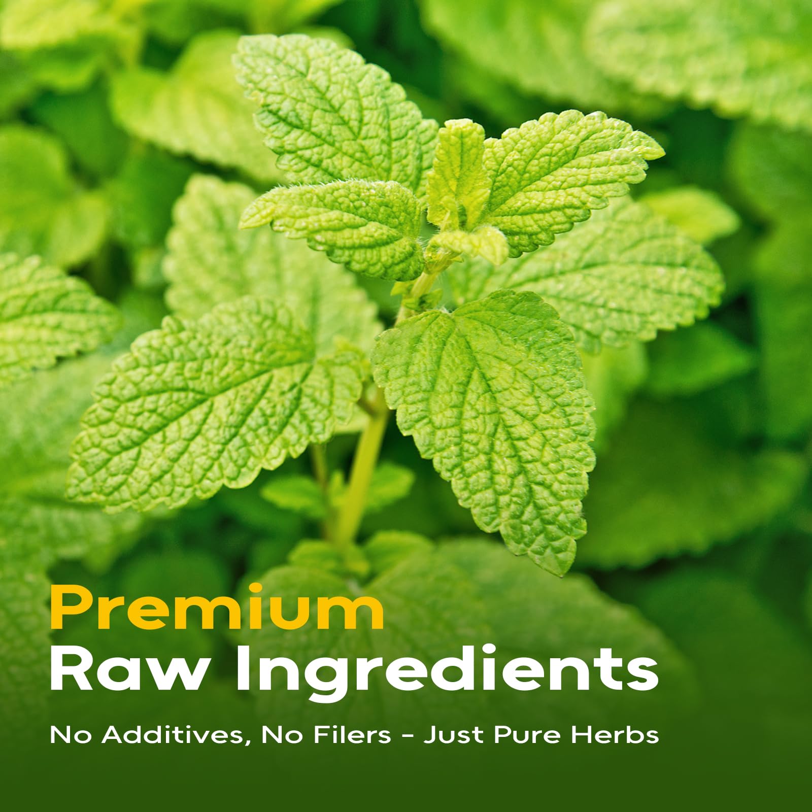 FullChea Lemon Balm leaves display 100% natural Melissa officinalis for soothing brews.
