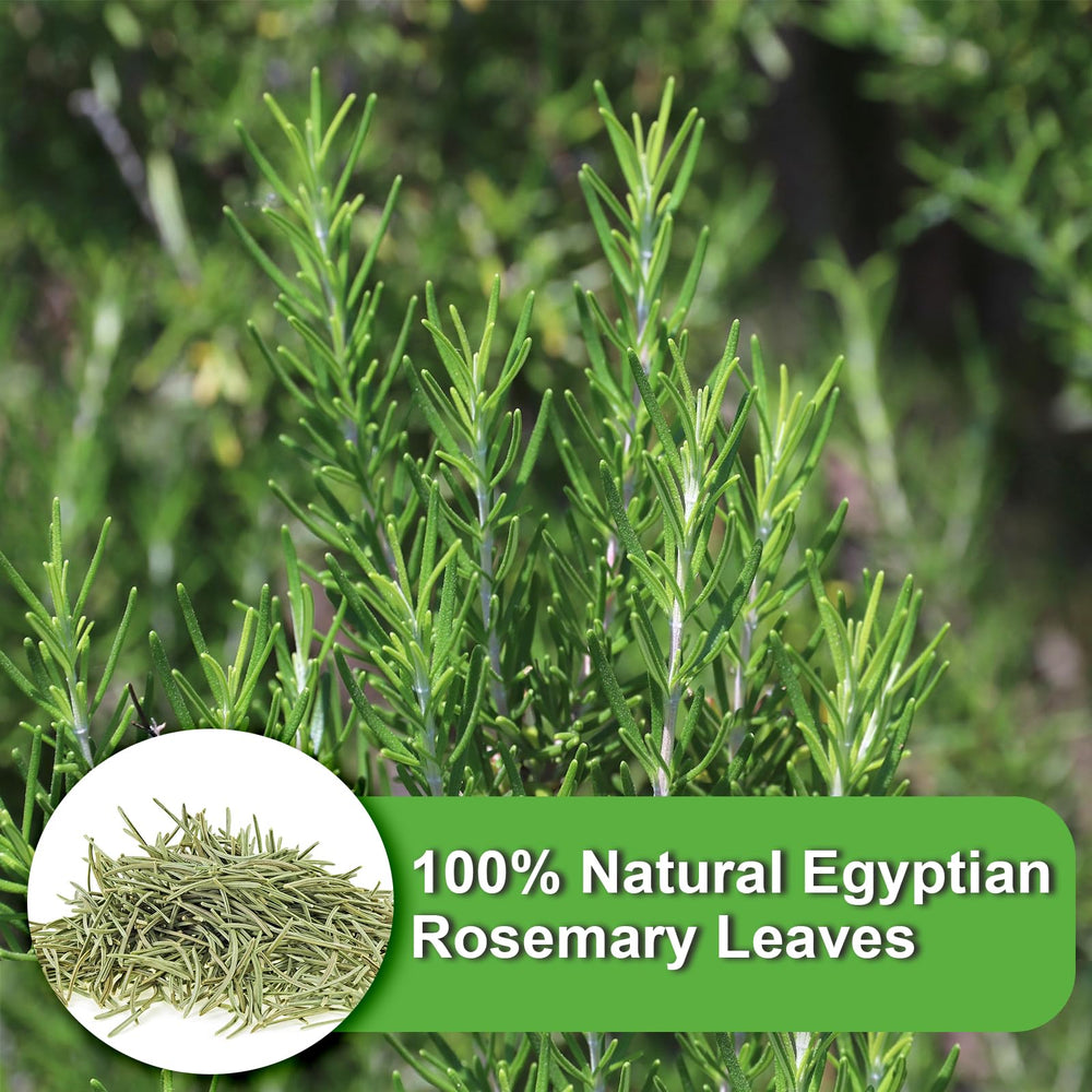 FullChea rosemary tea bags in cup, inviting aromatic brew