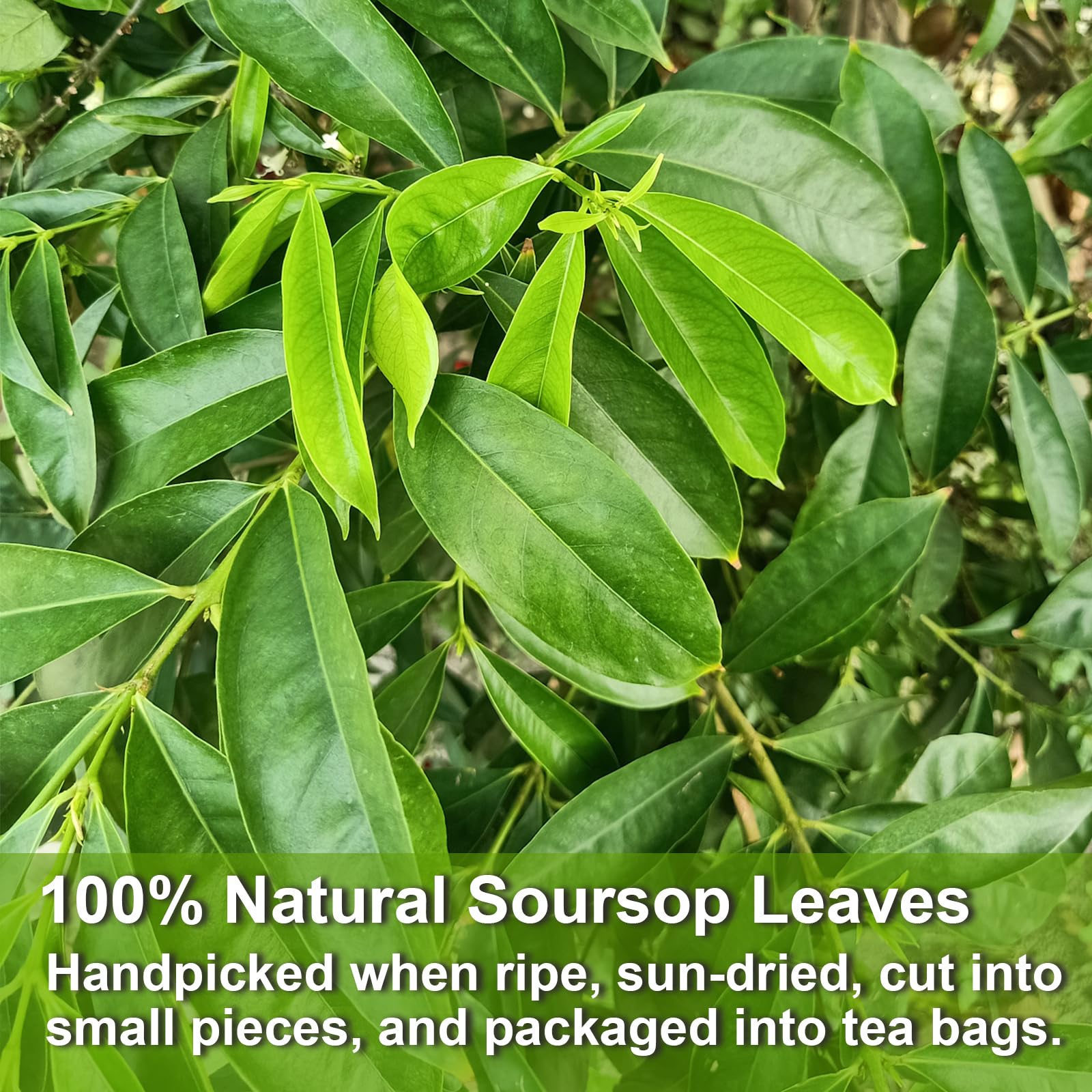 FullChea Soursop Tea cup during steeping, inviting soothing aroma.