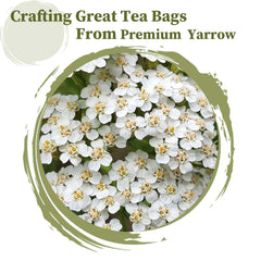 FullChea Yarrow tea bags cup brew closeup highlights soothing flavor and relaxation.