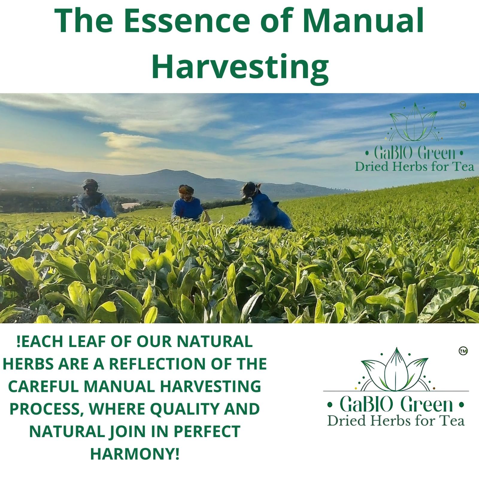 Gabio Green harvest field in Mexico emphasizing responsible sourcing.