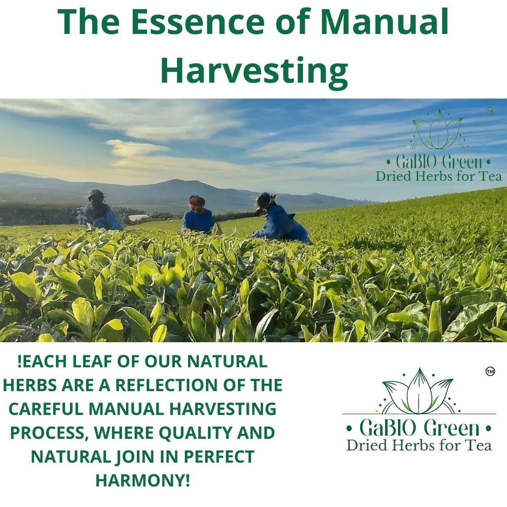 Gabio Green harvest field in Mexico emphasizing responsible sourcing.