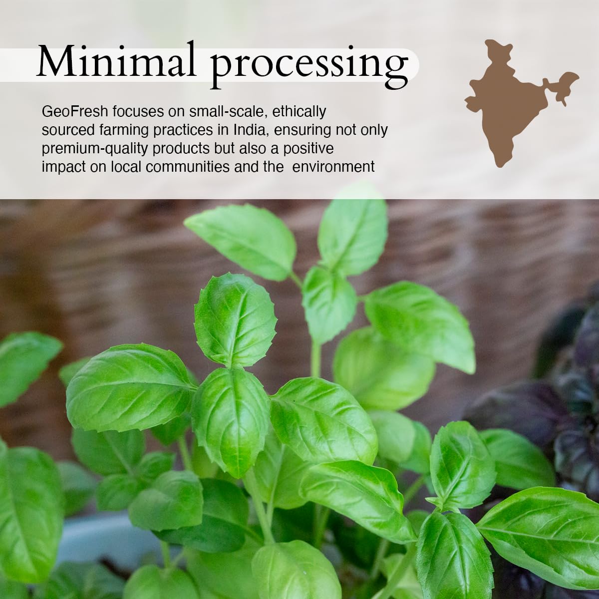 Geo-Fresh basil leaves seasoning, perfect for pesto and tomato sauces.