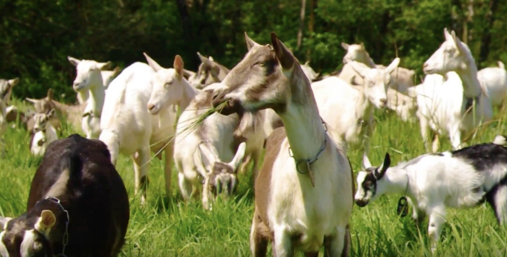 Gold Nugget Ghee pasture-raised farm scene conveys ethical sourcing.