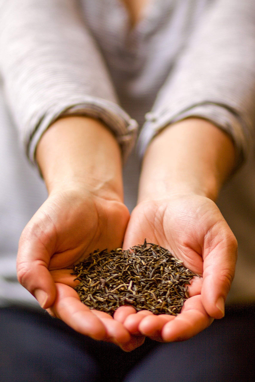Golden Moon Tea Jasmine aroma invites a soothing ritual and fragrant cup throughout the day.