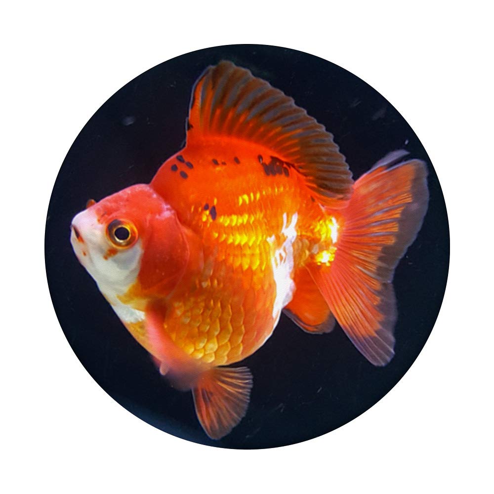 Goldfish PopGrip mounted on phone for improved grip and handsfree viewing