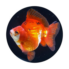 Goldfish PopGrip mounted on phone for improved grip and handsfree viewing
