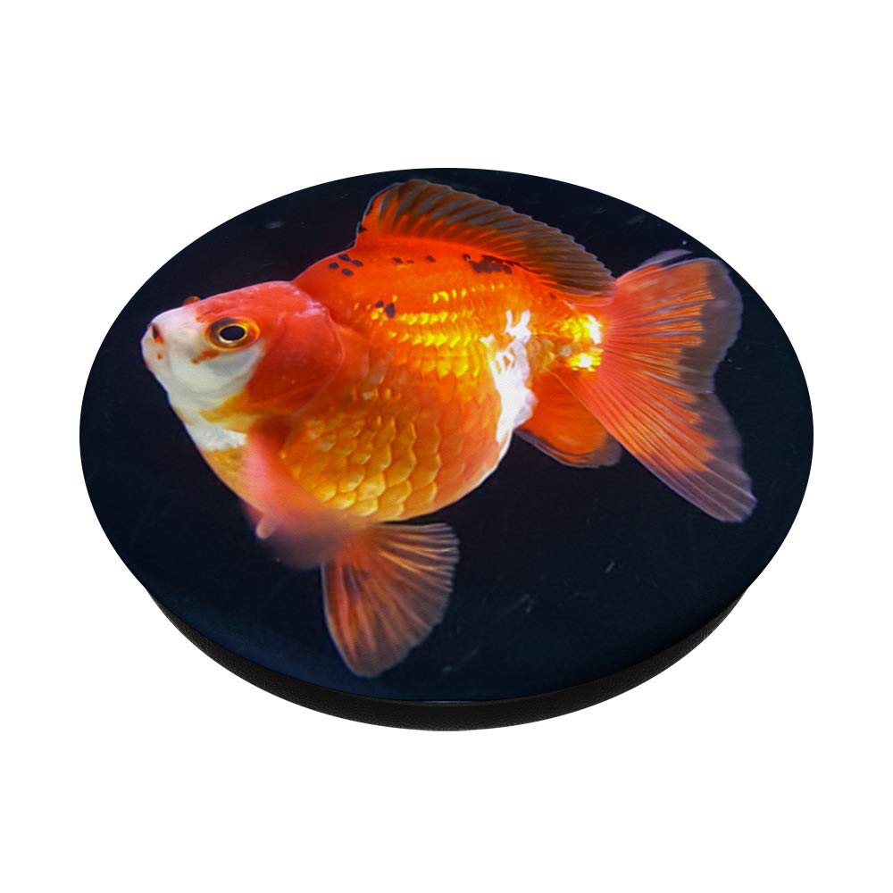 Goldfish PopGrip top detail highlighting artwork and swappable mechanism