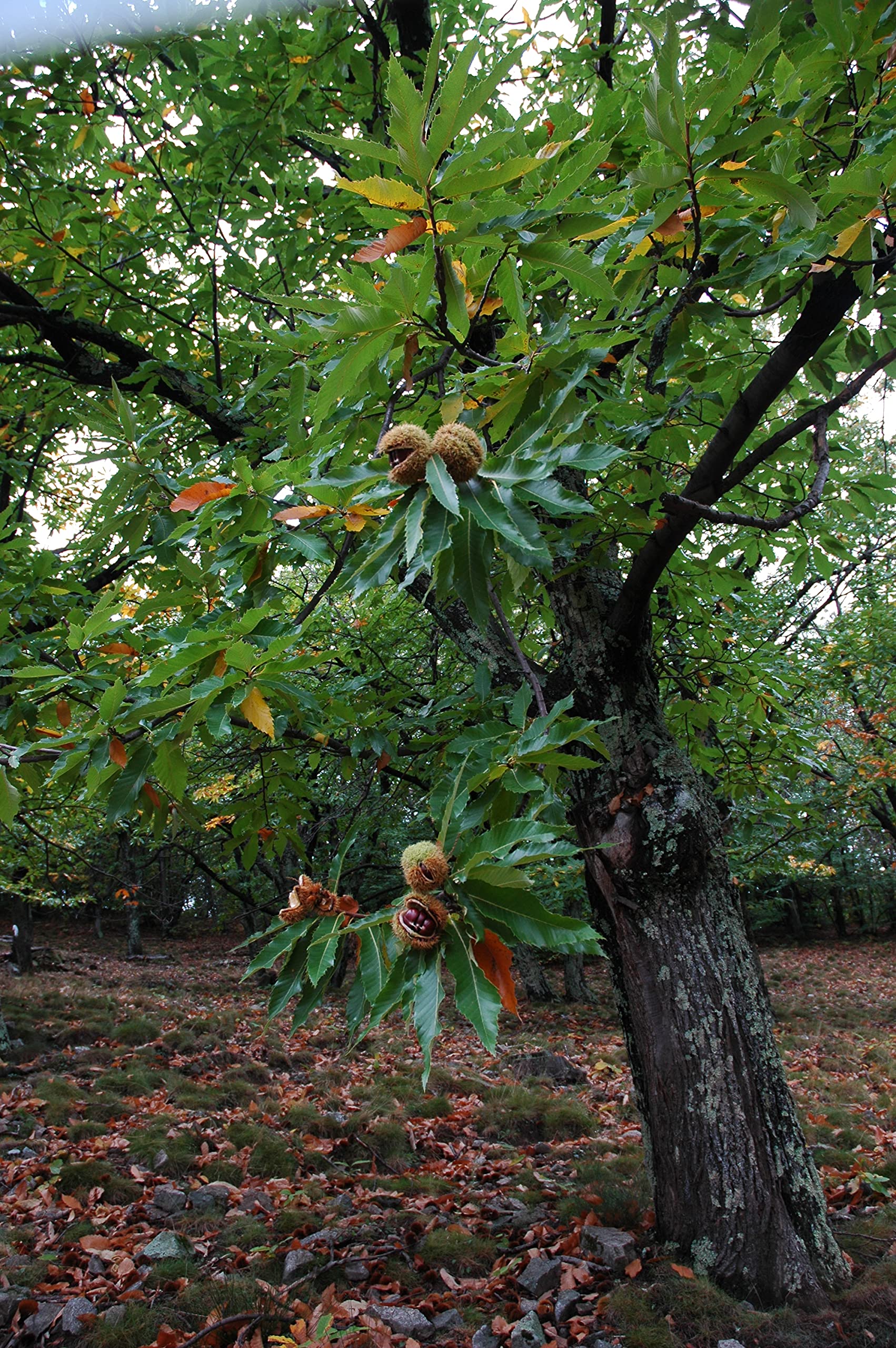 Gourmanity Ardeche-origin chestnuts from France for authentic cooking.