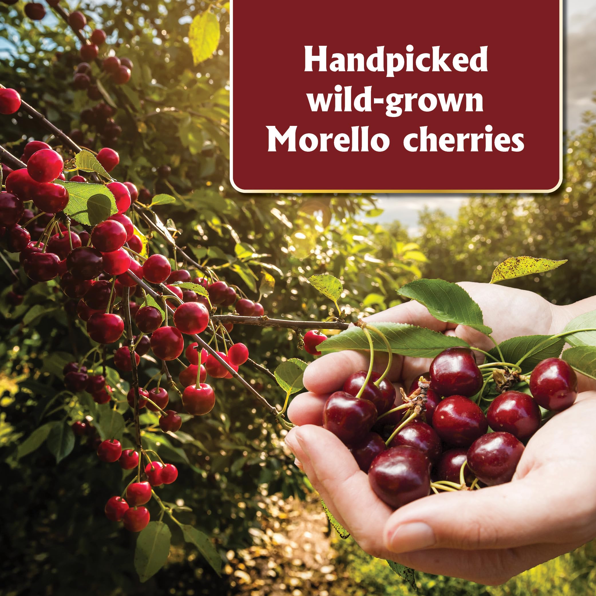 Gourmanity brandied cherries black forest cake elevate dessert texture and color.