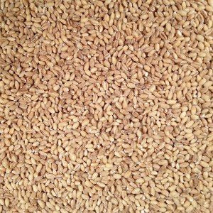 Grain Place Foods farm field portrait signals origin and sustainable farming.