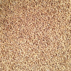 Grain Place Foods farm field portrait signals origin and sustainable farming.