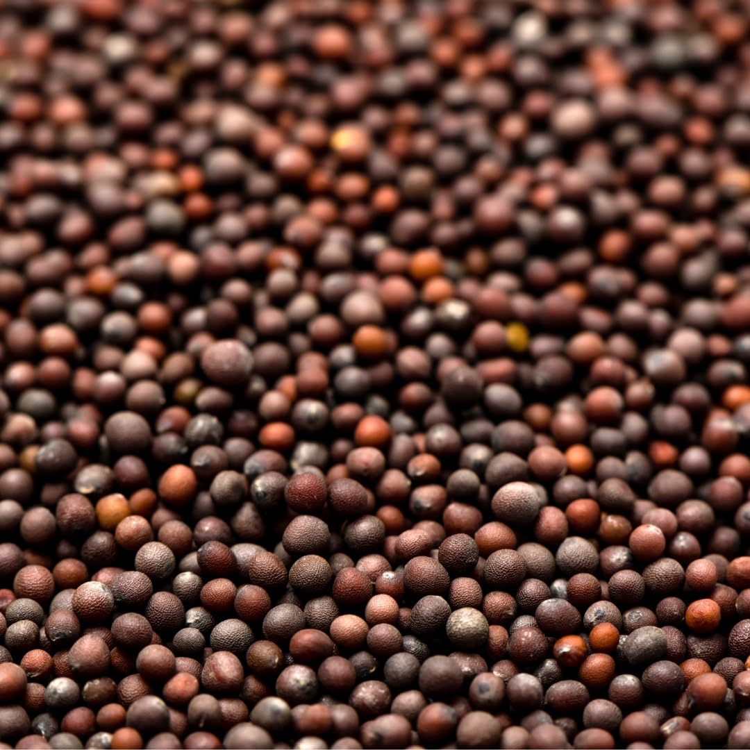 Pouring GranAroma brown mustard seeds from a shaker for condiments.