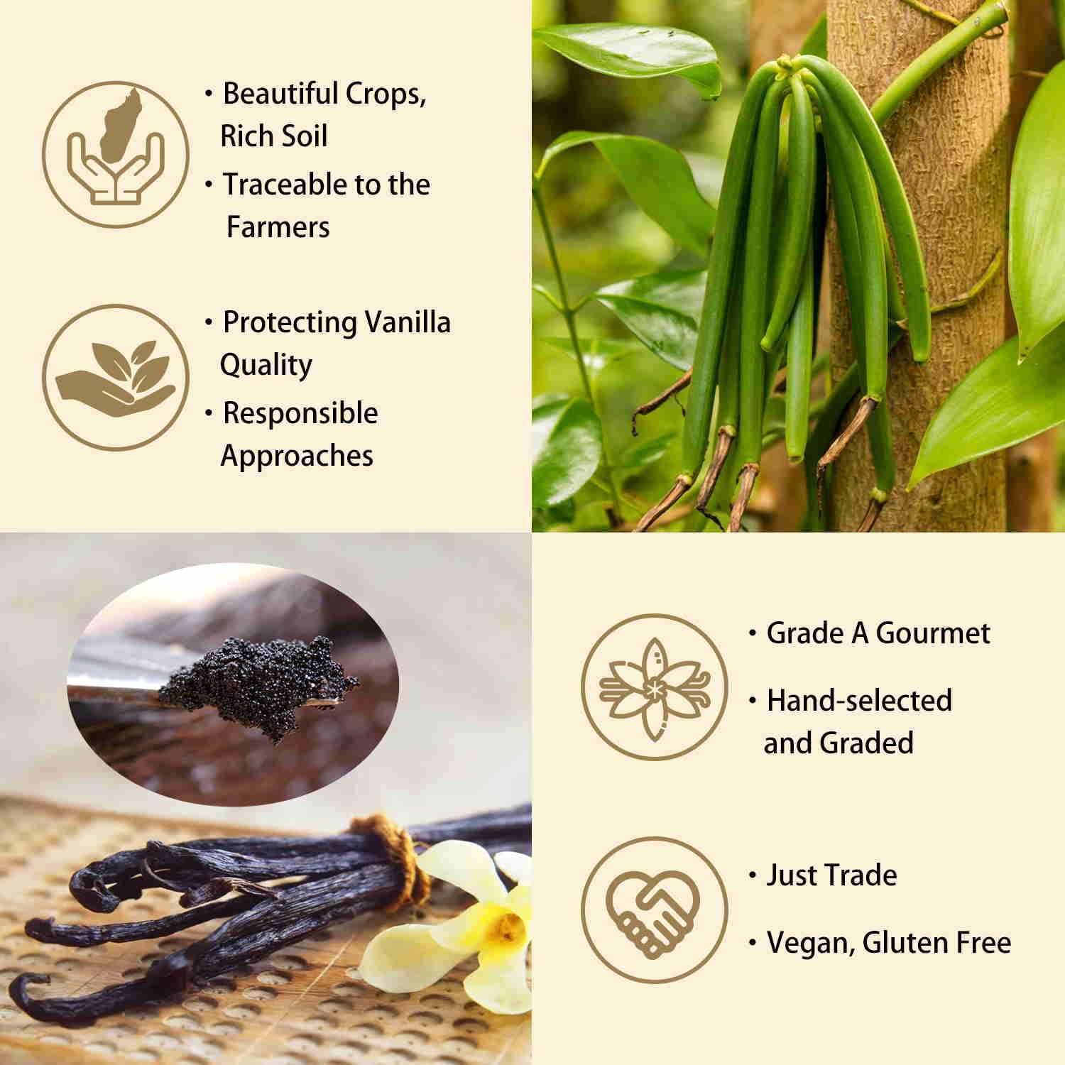 GRELIM vanilla beans steep to create rich vanilla extract