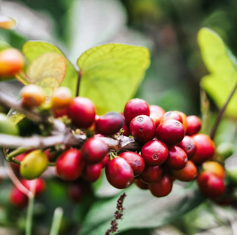 Gustos roasted beans texture image emphasizing medium roast aroma