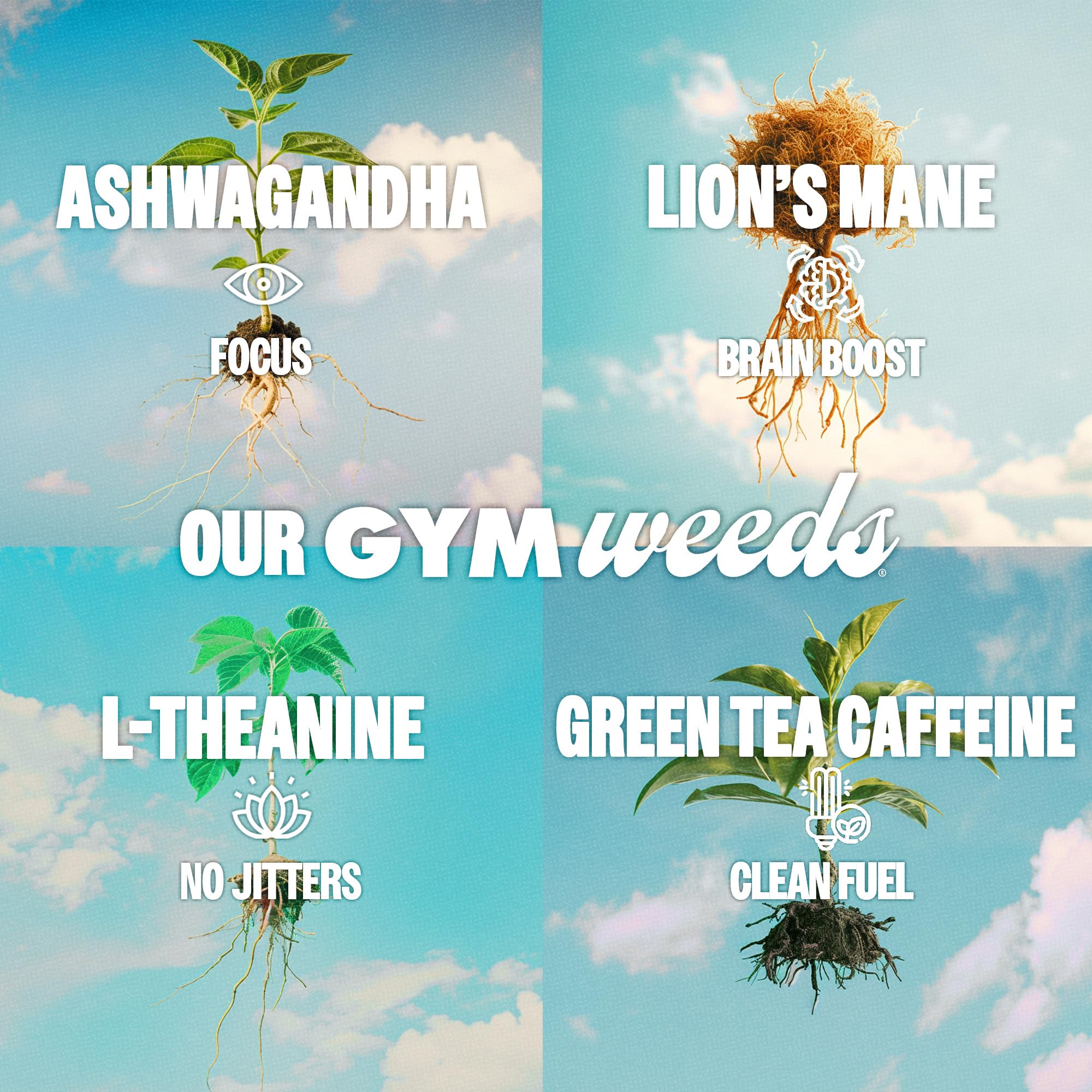 GYM WEED pre-workout-use image shows cans ready for sessions