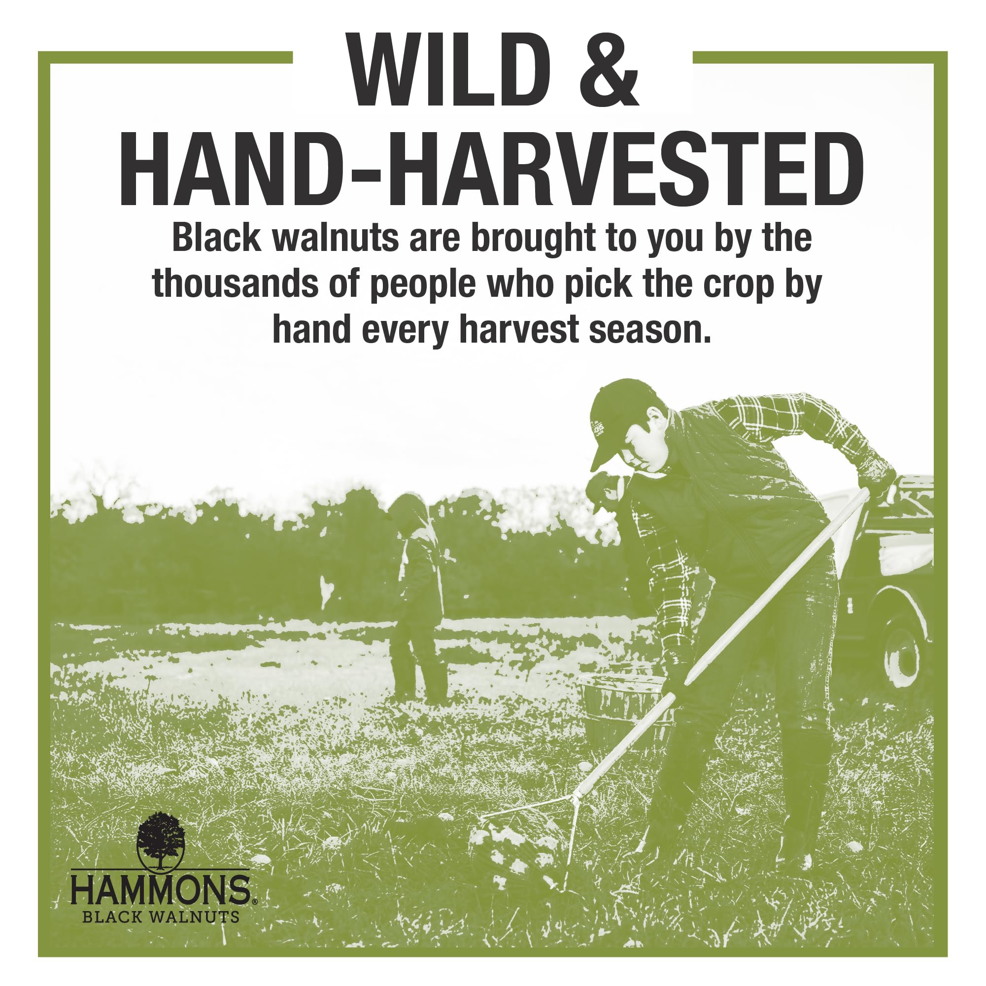 Hammons Black Walnuts baking ingredient for cookies