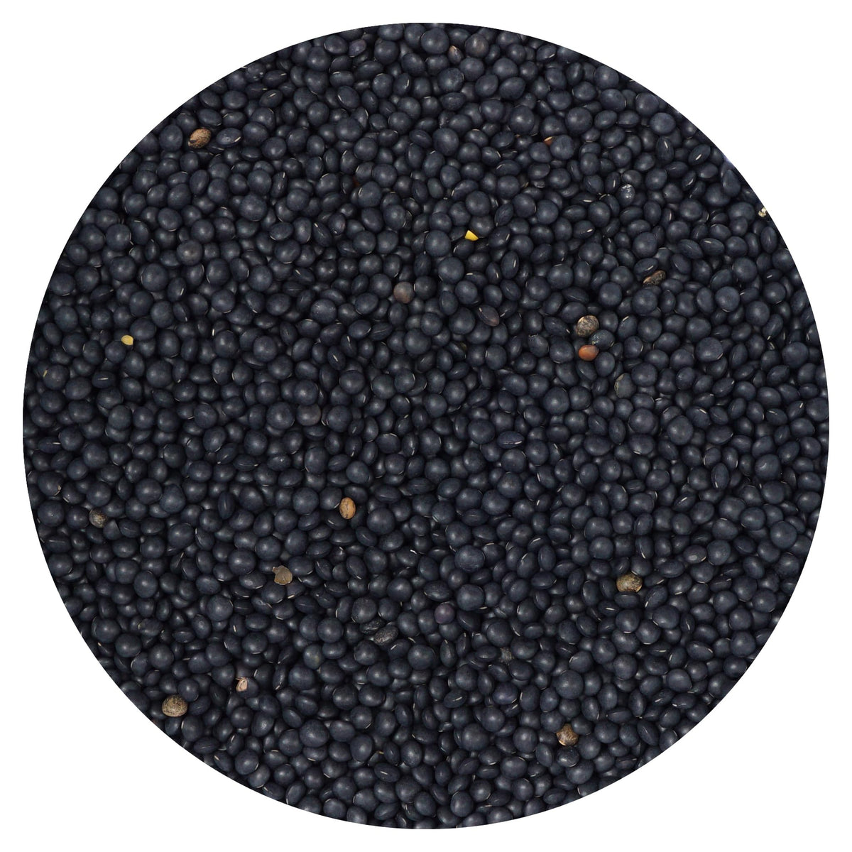 Hampton Distribution Black Beluga lentils bulk bag for pantry staple and easy meals.
