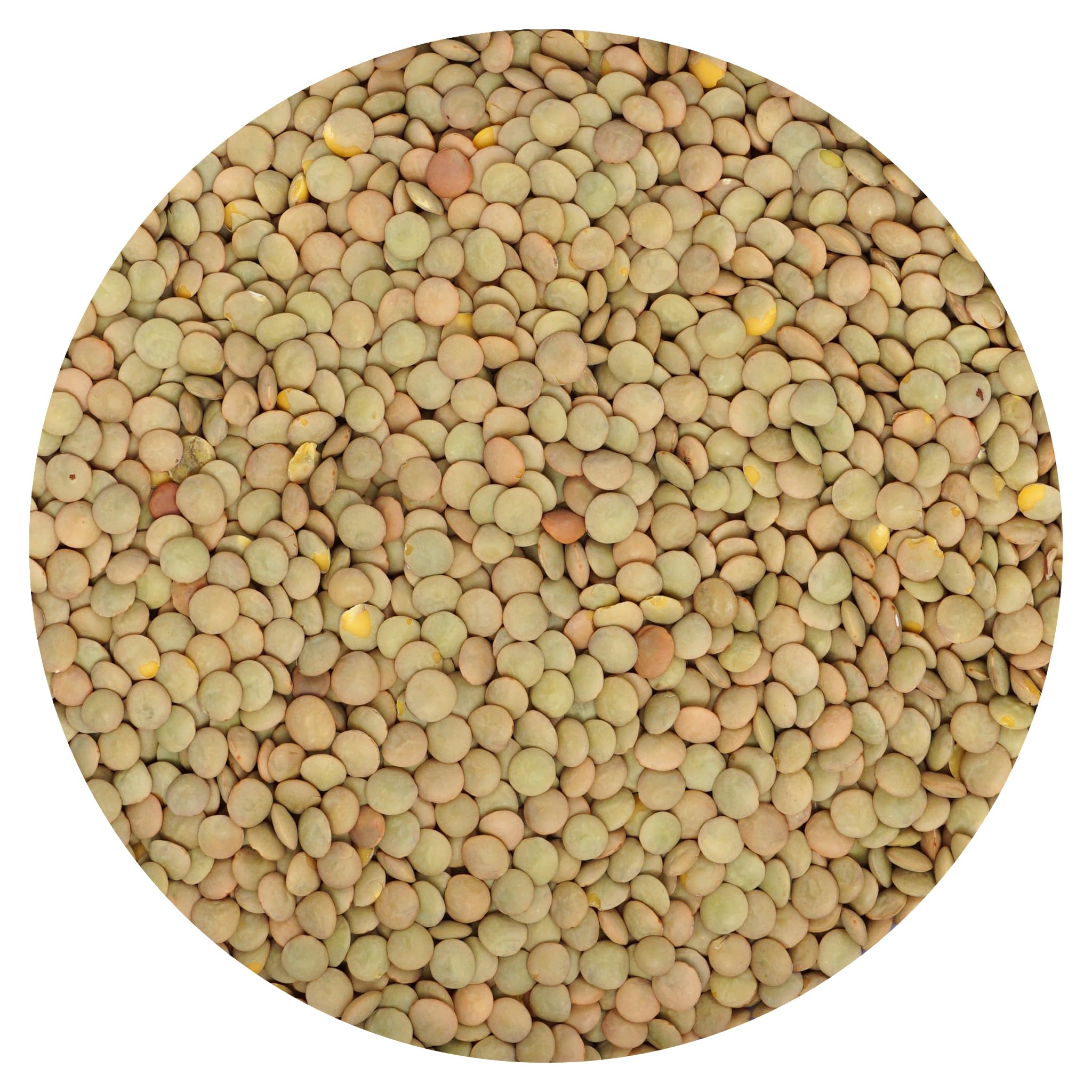 Hampton Distribution green lentils bulk bag - top view, a pantry staple for protein-rich meals.