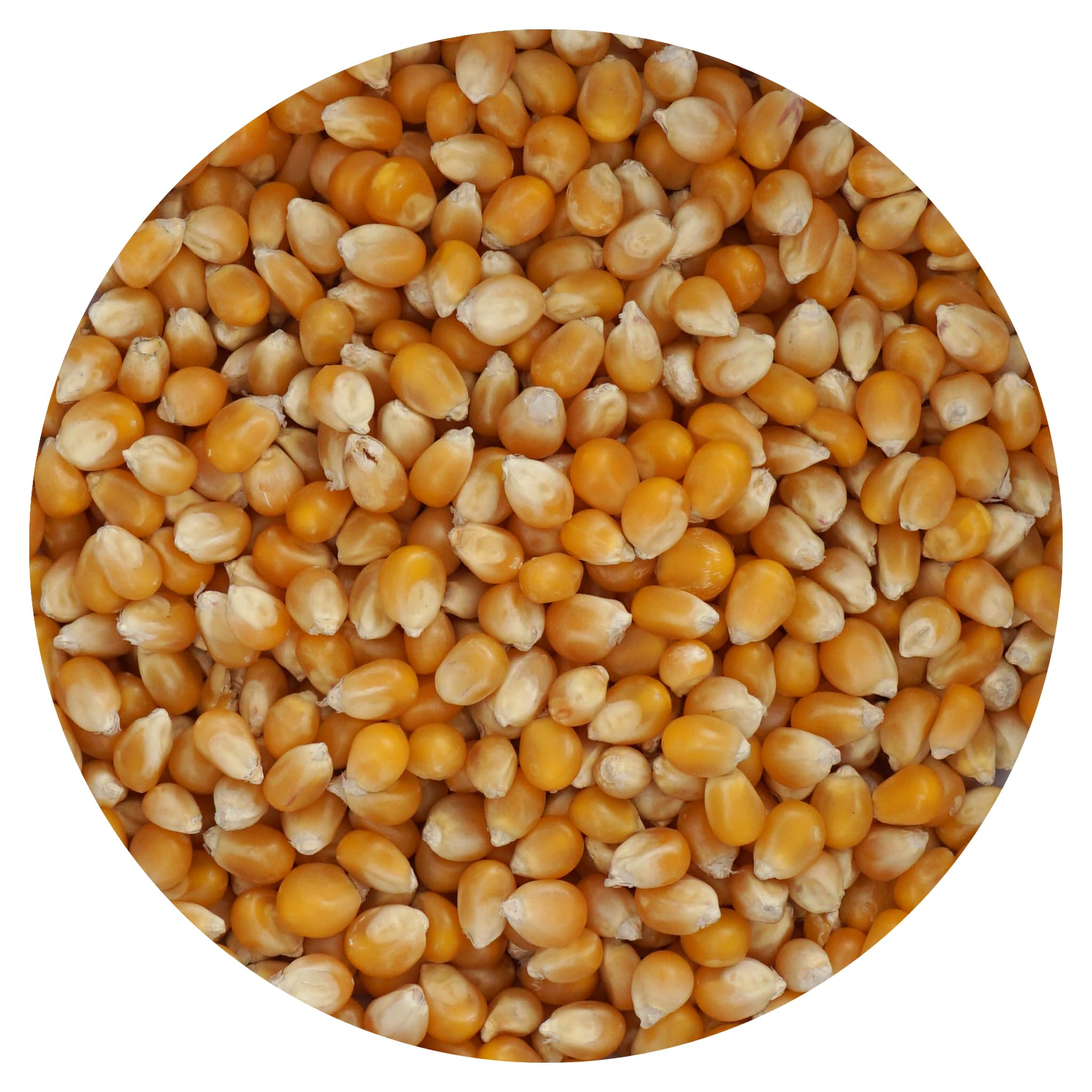 The Hampton Popcorn Company mushroom kernels in a bulk bag for quick, large-batch popping