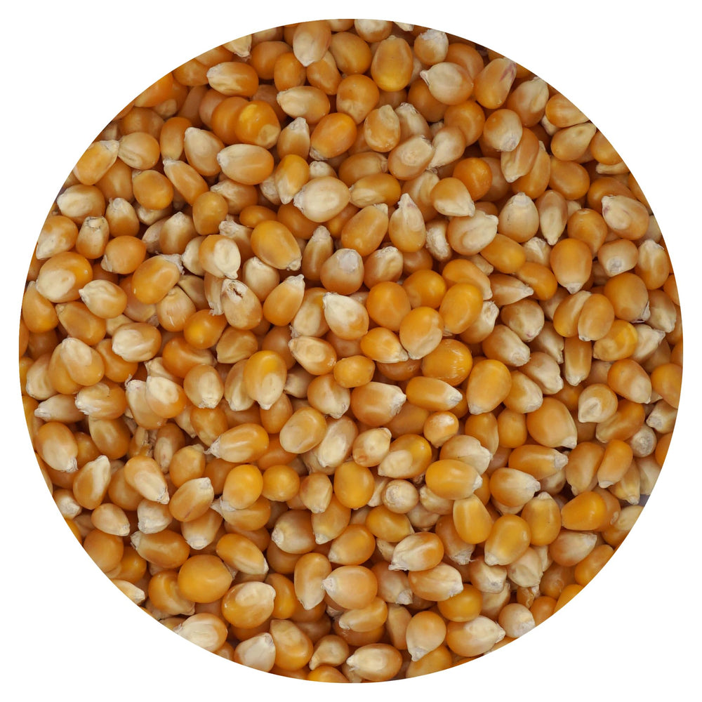 The Hampton Popcorn Company mushroom kernels in a bulk bag for quick, large-batch popping