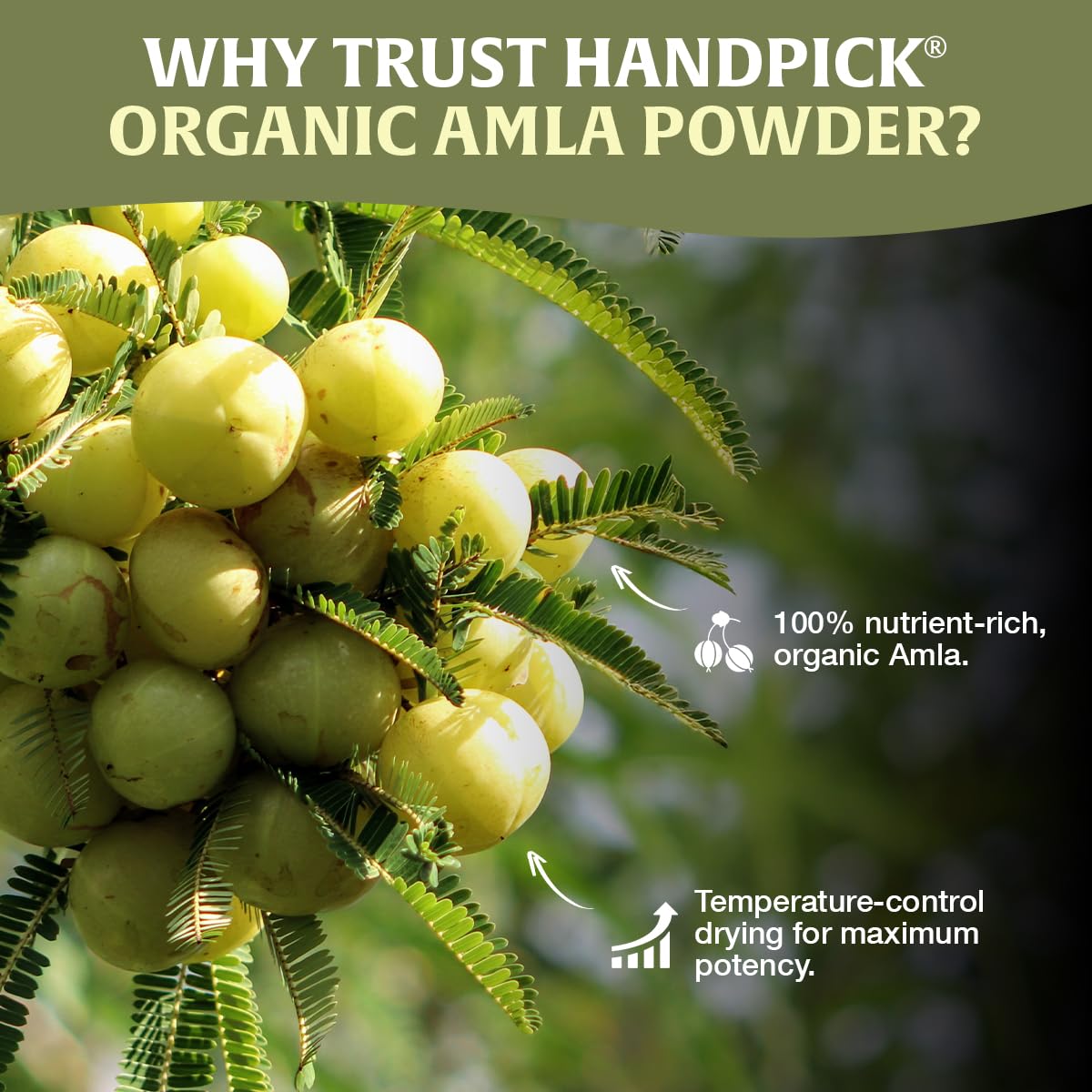 HANDPICK Amla Powder tea latte scene emphasizes aroma and tart potential