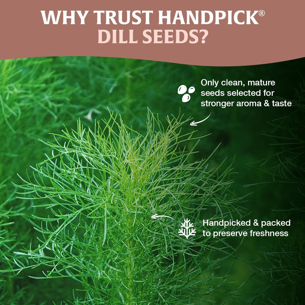 HANDPICK Dill Seeds cooking ideas add depth to stews and sauces.