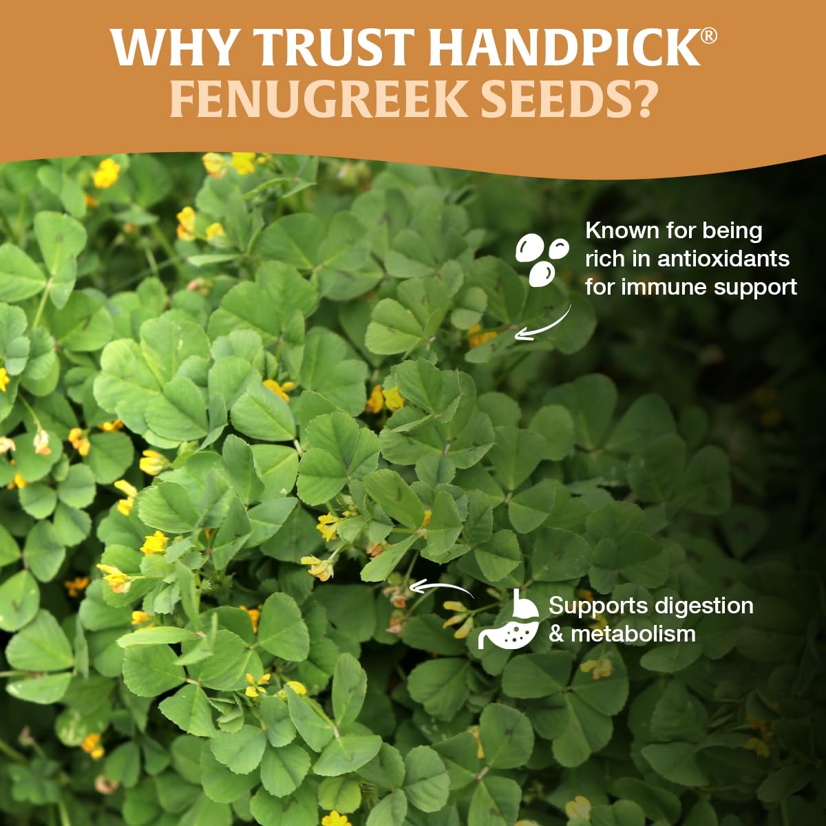 HANDPICK fenugreek seeds used for tempering oil to unlock aroma