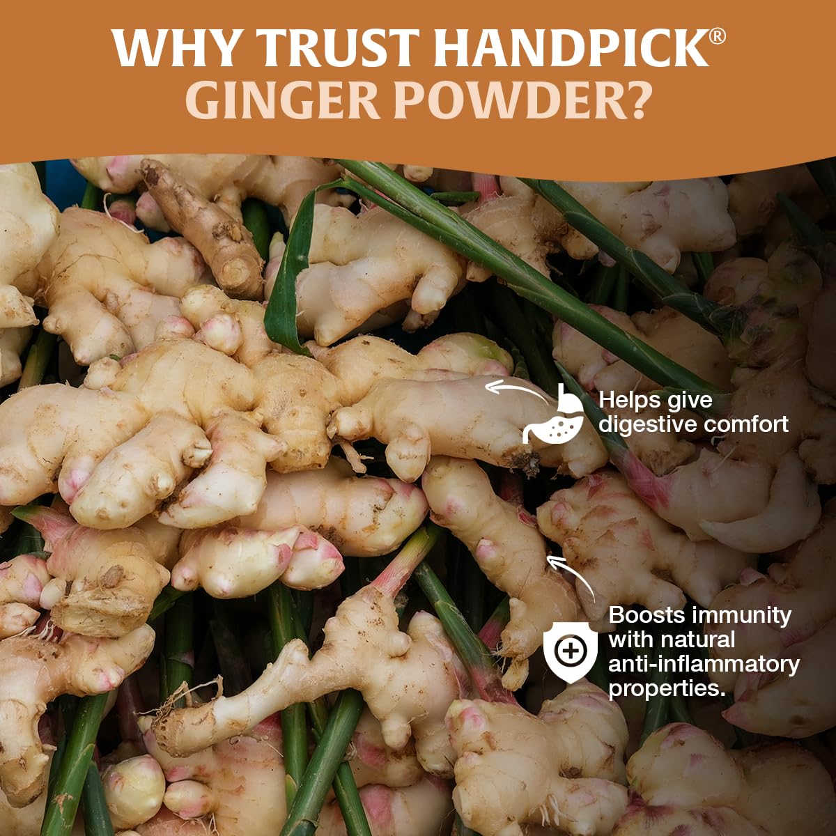 HANDPICK Ginger Powder used in baking and cooking recipes