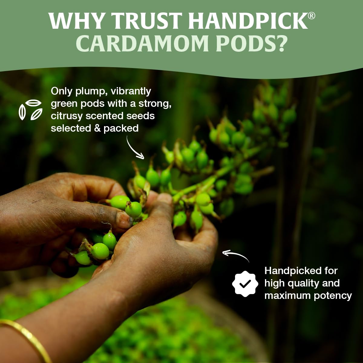 HANDPICK Packaging front highlights pure ingredients and gluten-free quality.