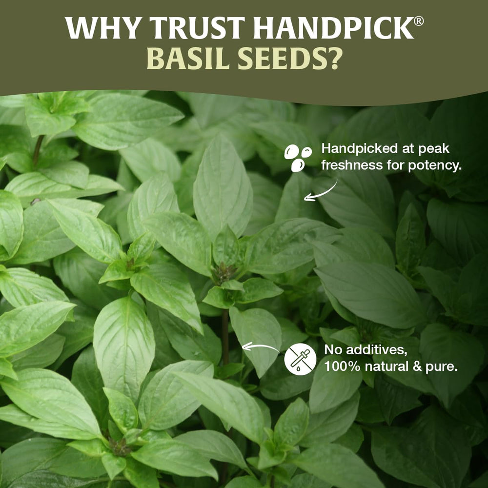 HANDPICK Holy Basil Seeds gluten-free option for diets.