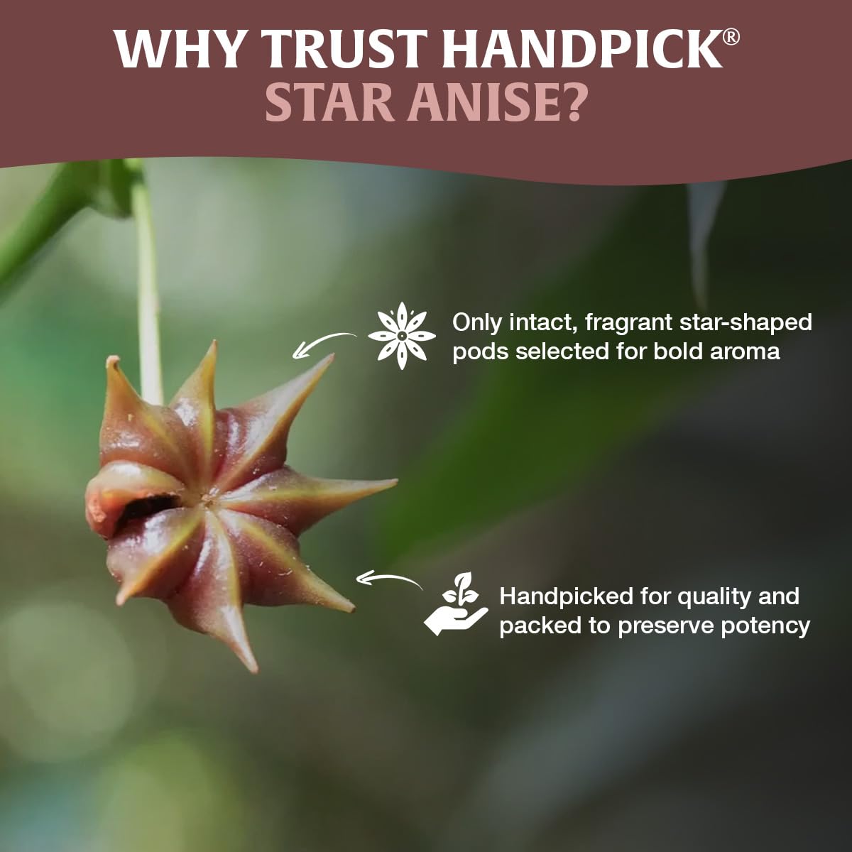 HANDPICK Brand Transition logo on updated packaging.
