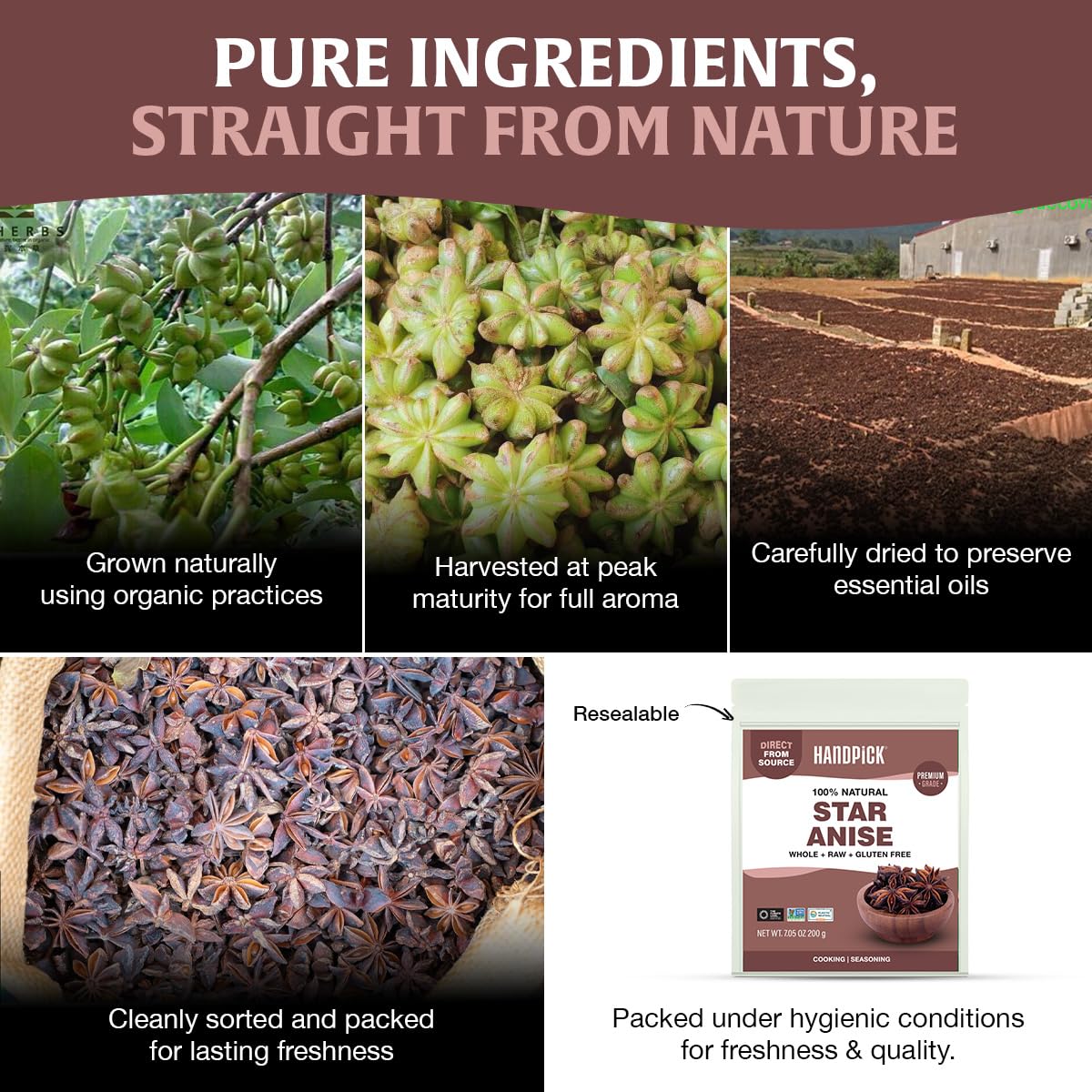 HANDPICK Star Anise sourced from India fields illustrating ethical sourcing.