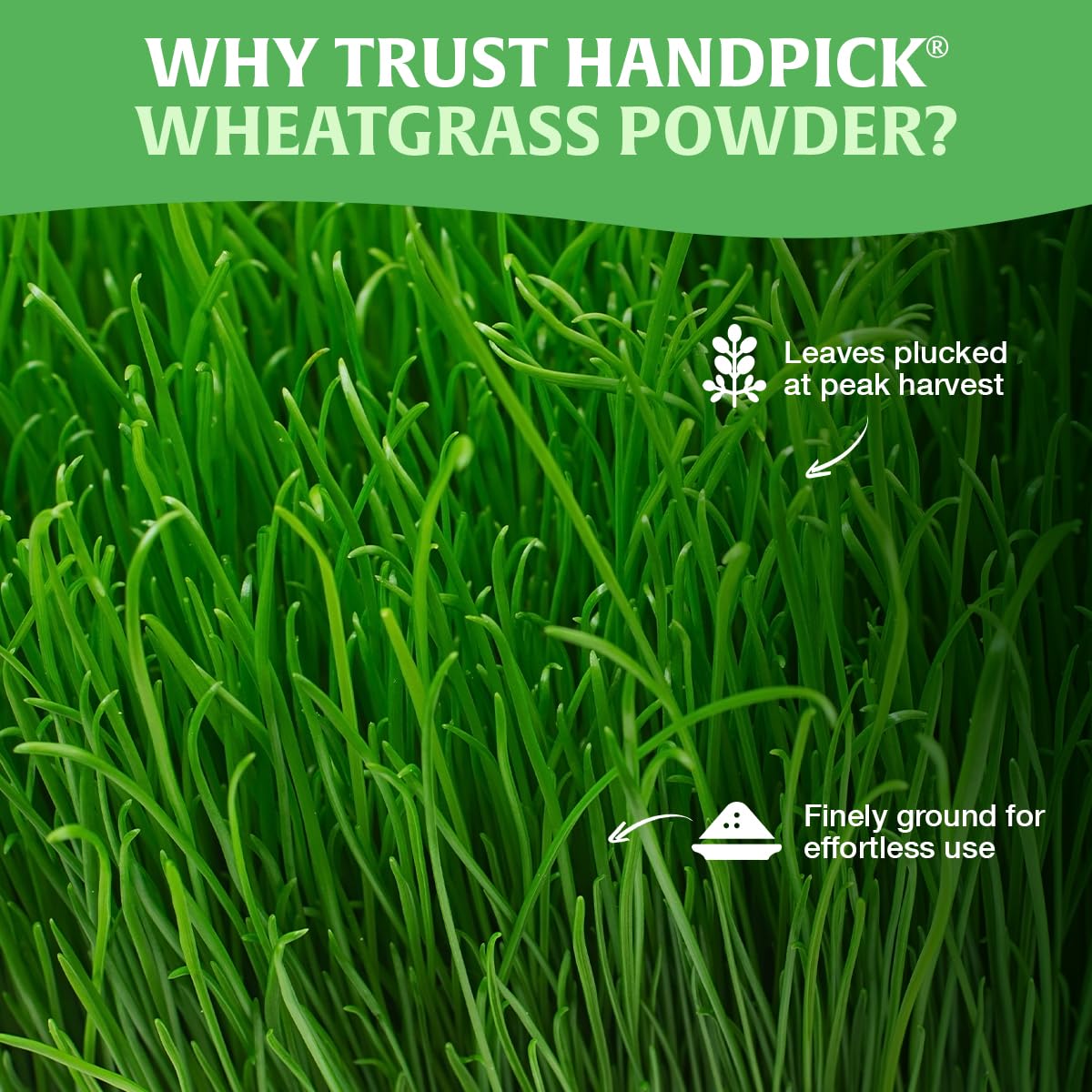 HANDPICK Wheatgrass Powder earthy aroma suggesting a natural, plant-based routine