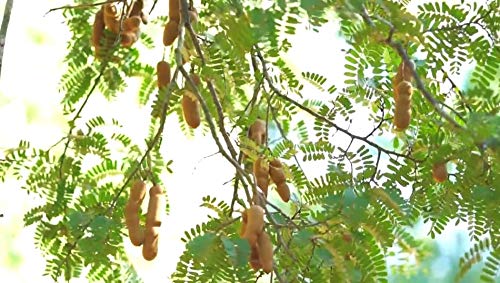 Happy Panda tamarind paste used in Thai, Indian, and Mexican dishes.