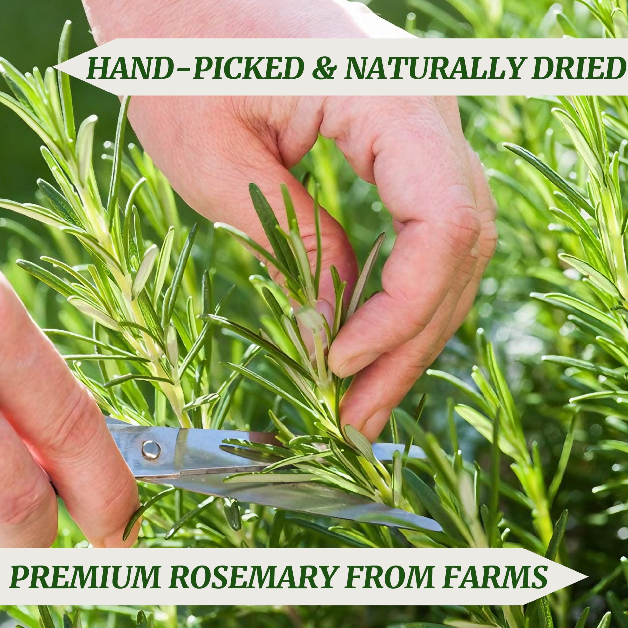 HAVNDRAE rosemary for cooking and tea, adding Mediterranean notes.