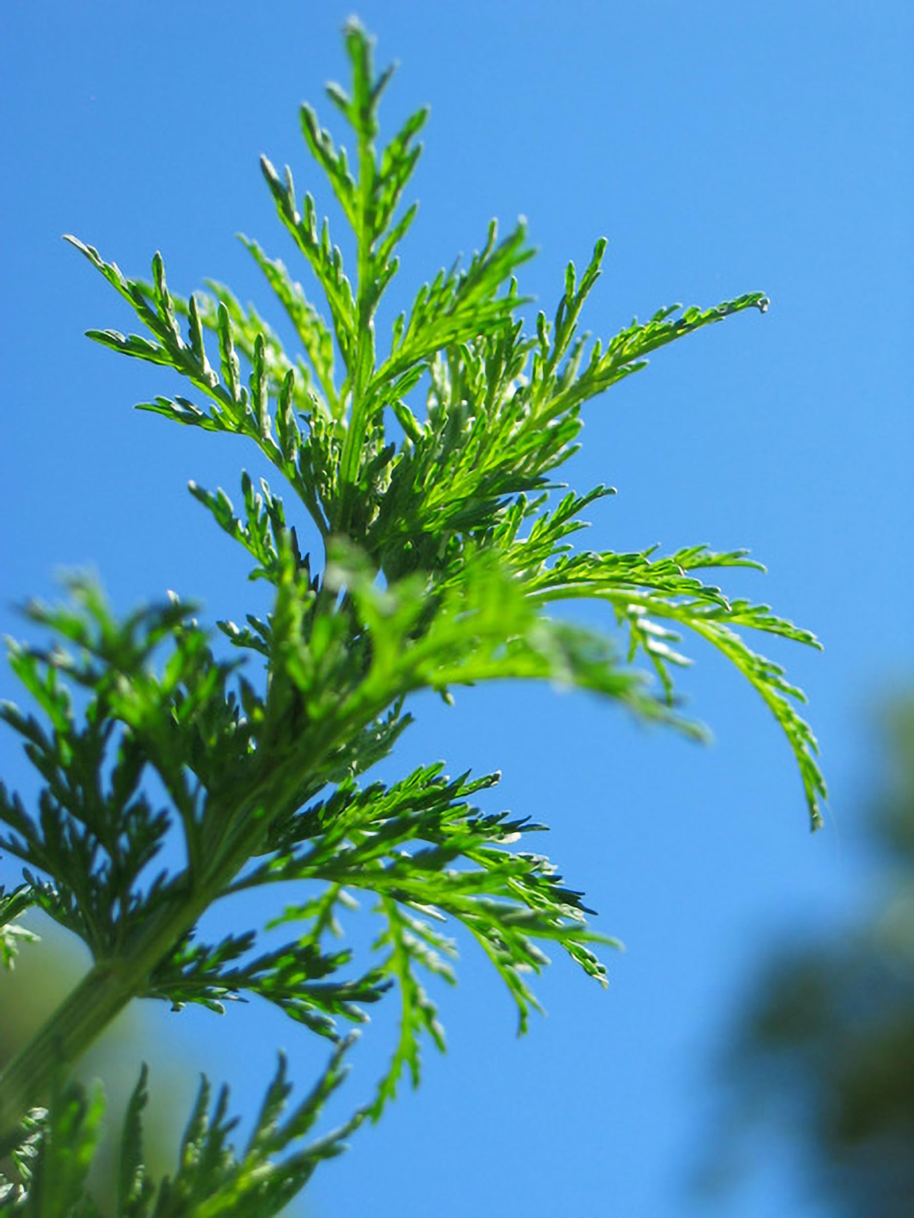 Herb Pharm Artemisia Annua gluten-free non-GMO badge conveys purity