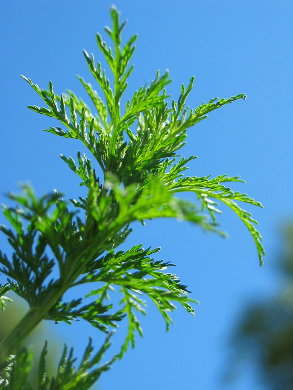Herb Pharm Artemisia Annua gluten-free non-GMO badge conveys purity