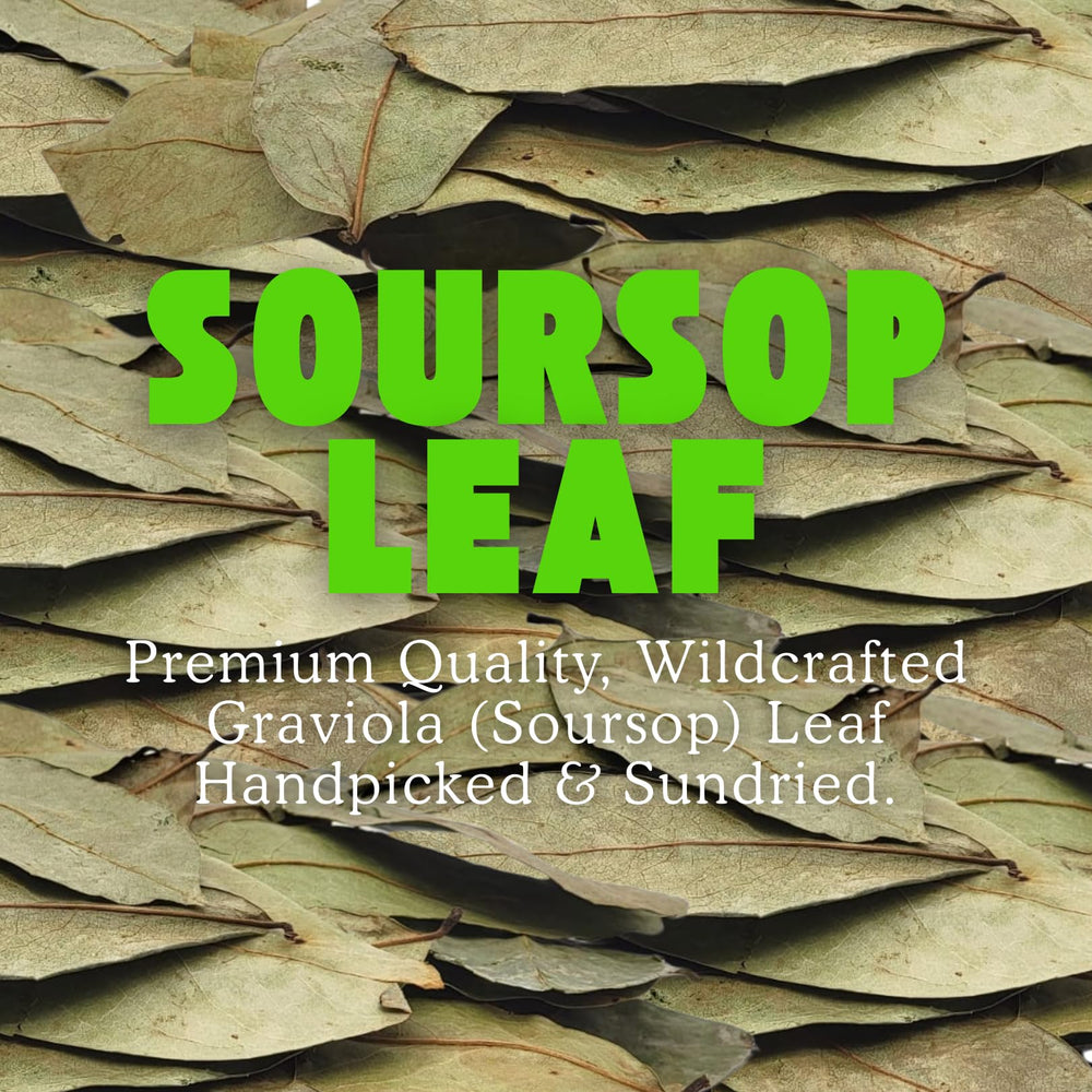 Herbalista dried soursop leaves – handpicked and wildcrafted for fresh, natural flavor.