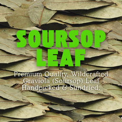 Herbalista dried soursop leaves – handpicked and wildcrafted for fresh, natural flavor.