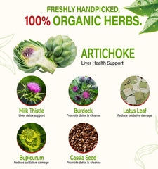 HerbOLITHIC Artichoke Tea artichoke leaf close-up highlights natural ingredients.