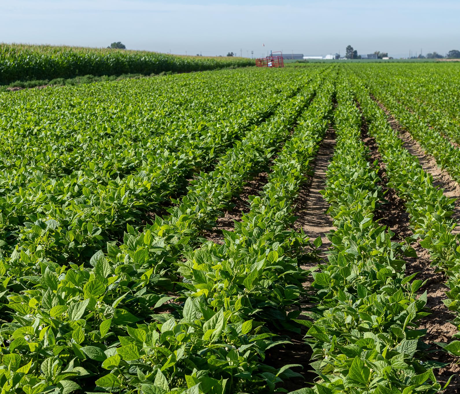 Label featuring High Plains Black Beans highlighting freshness and premium quality