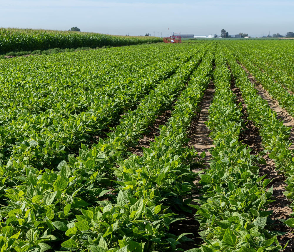 High Plains Beans Colorful Pinto—bright color and creamy texture when cooked.