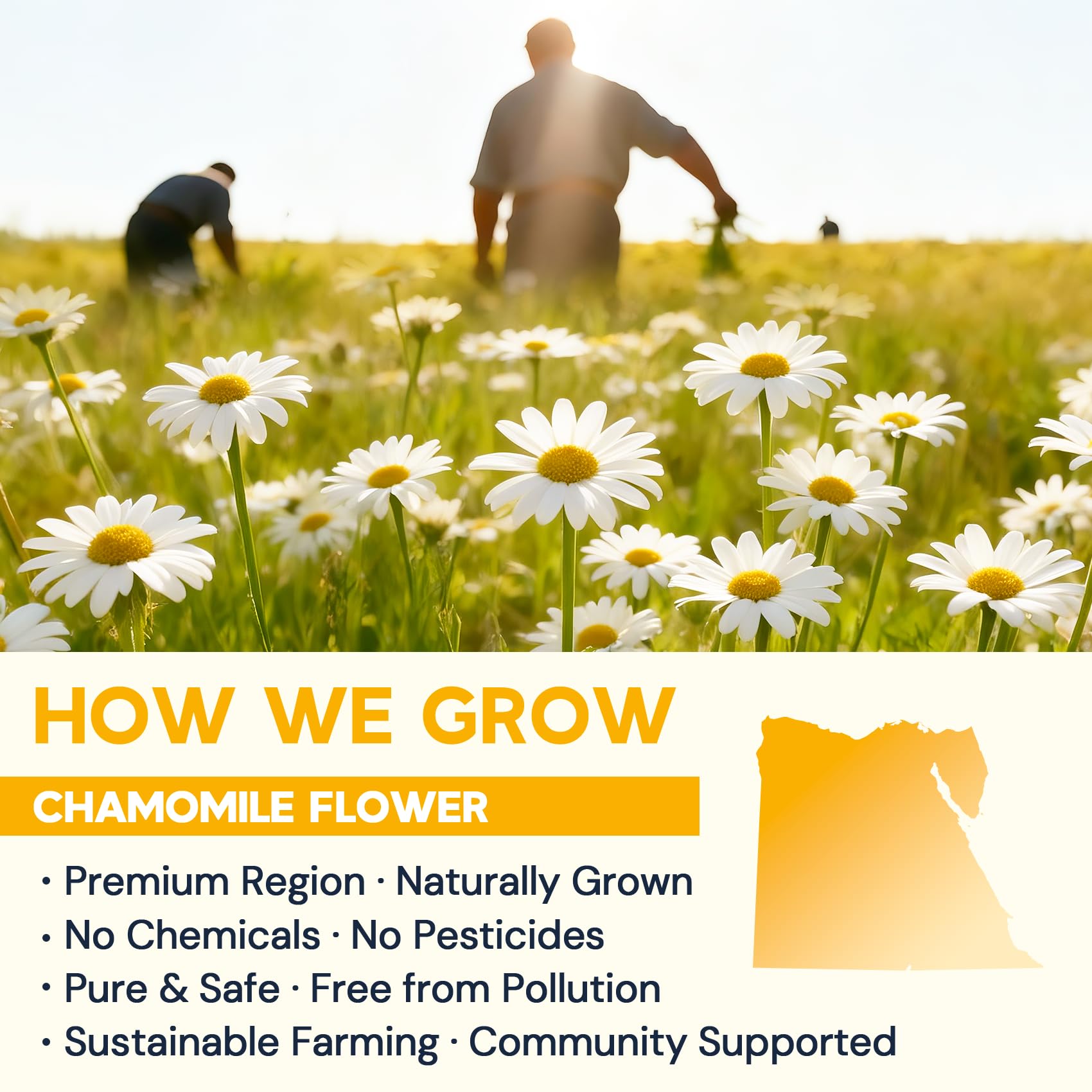 HIIHONE chamomile flowers whole used for a delicate herbal blend.