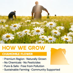 HIIHONE chamomile flowers whole used for a delicate herbal blend.