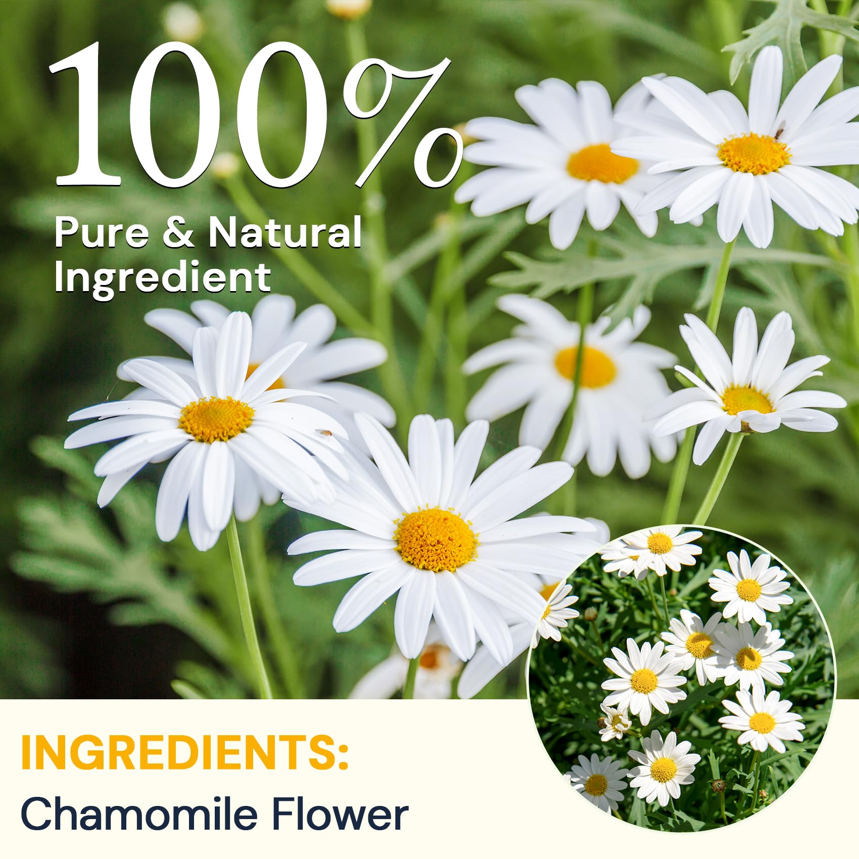 HIIHONE chamomile tea bag steeping in a warm cup with aroma.