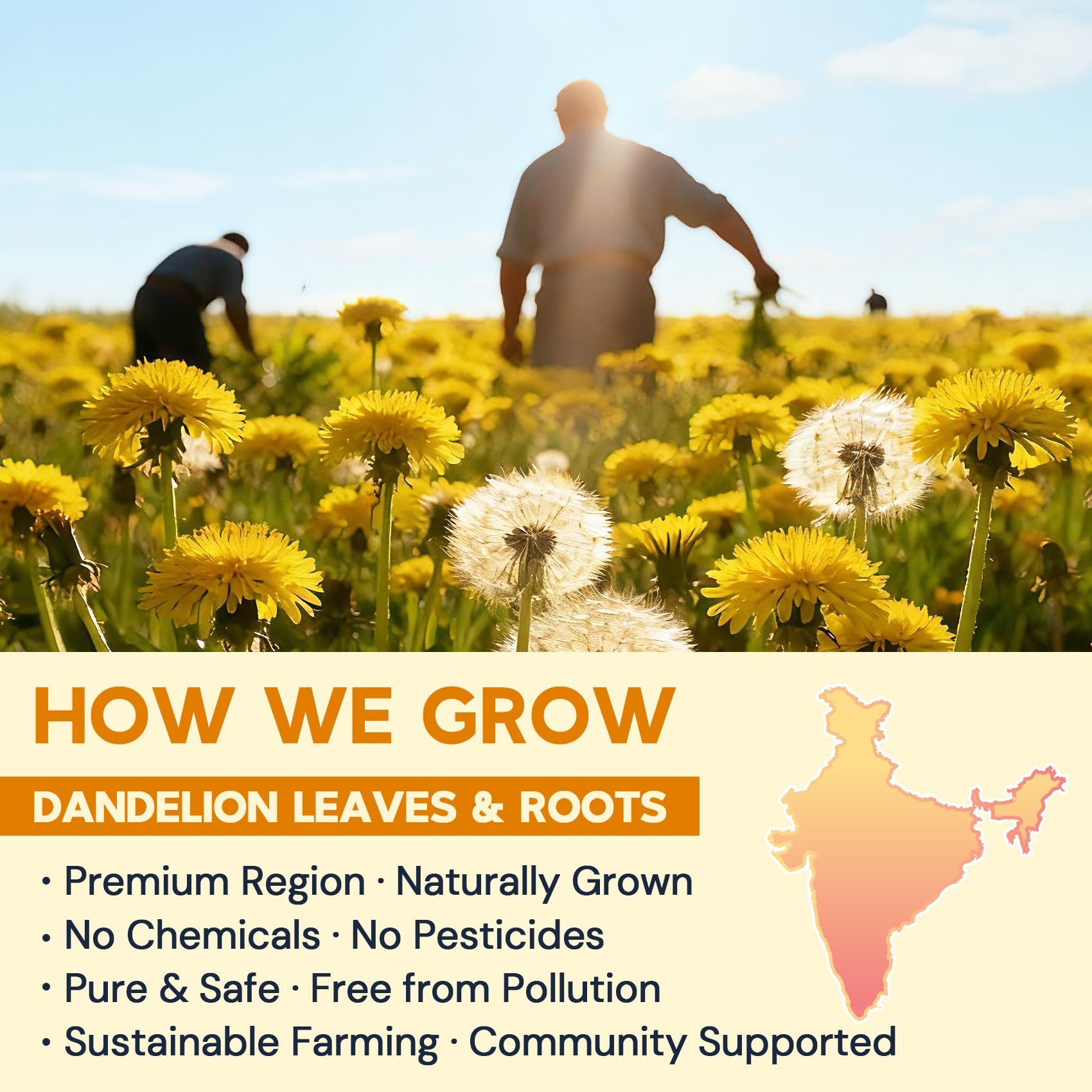 HIIHONE dandelion leaves visual, premium herbal ingredients.