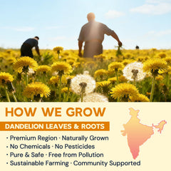 HIIHONE dandelion leaves visual, premium herbal ingredients.