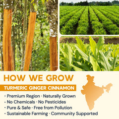 HIIHONE farm-sourced ingredients ensure high-quality turmeric, ginger, and cinnamon.