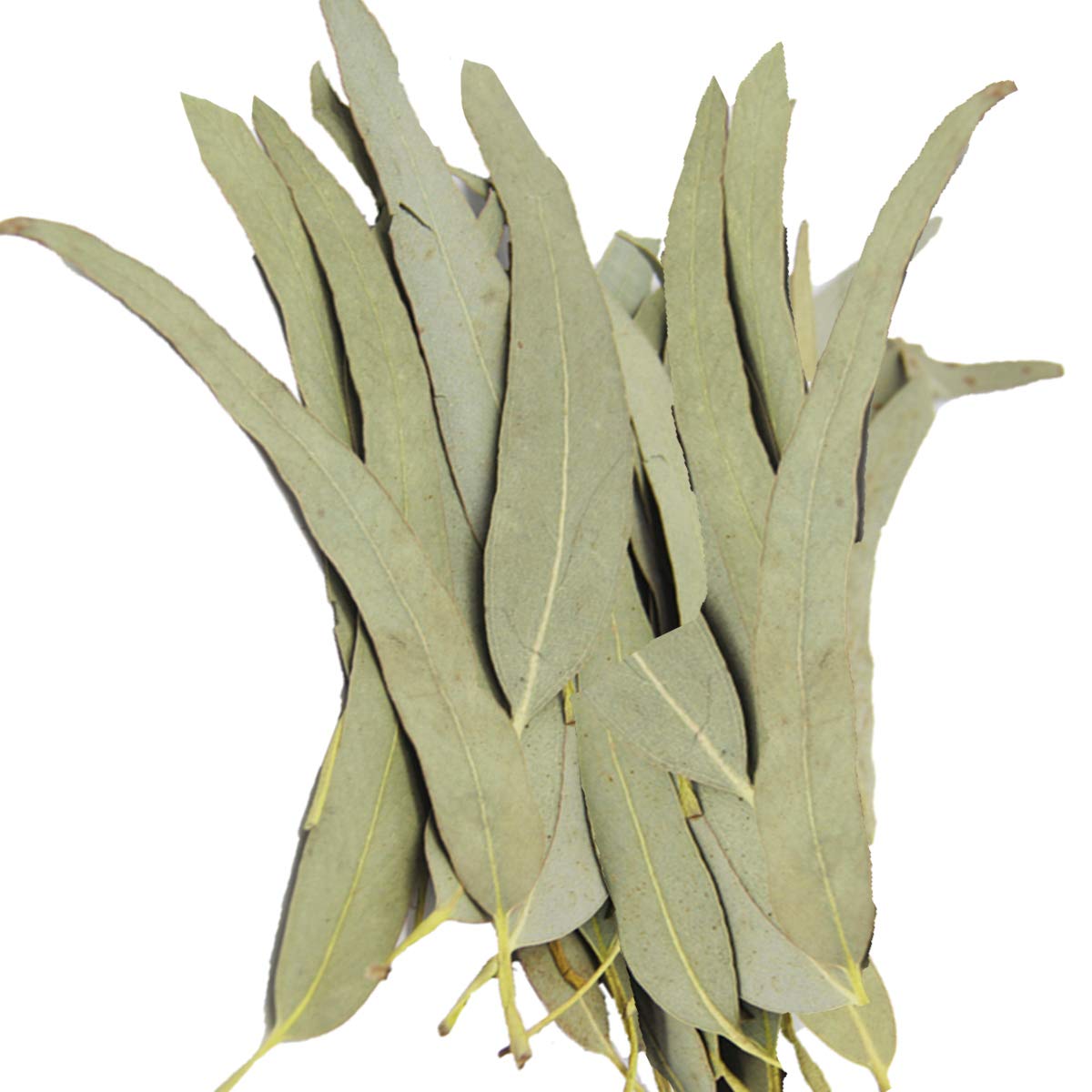 HOLFLYING eucalyptus leaves in shower setup for spa-like relaxation